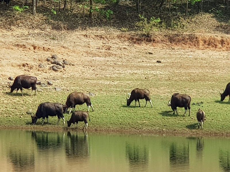 Periyar Wildlife Sanctuary Safari