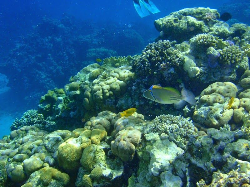 Snorkeling and Diving in Ras Mohammed National Park