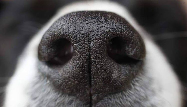 Truffle Hunting Experience - Alba - Italy