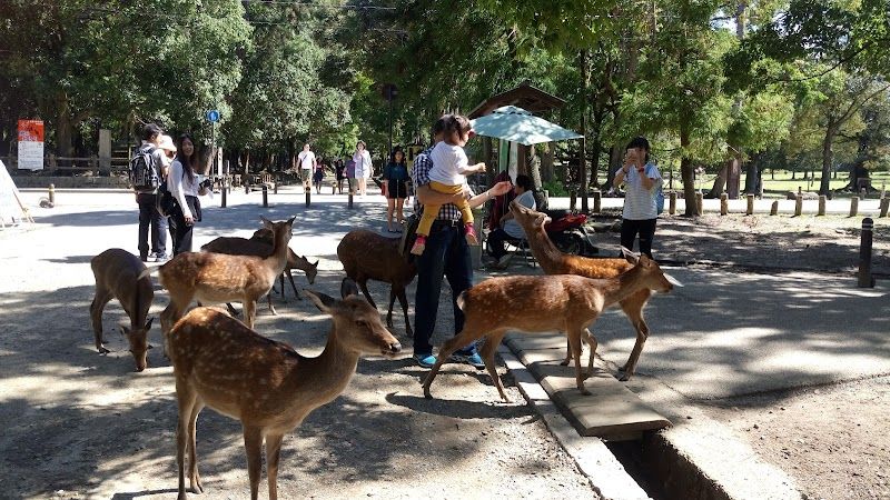 Visit Nara Park and Feed the Friendly Deer