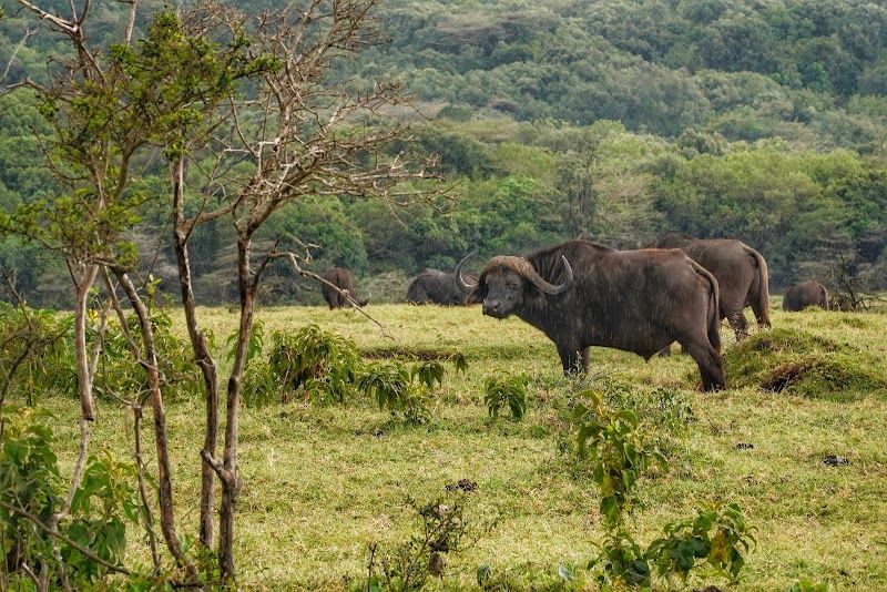 Explore Arusha National Park and Mount Meru