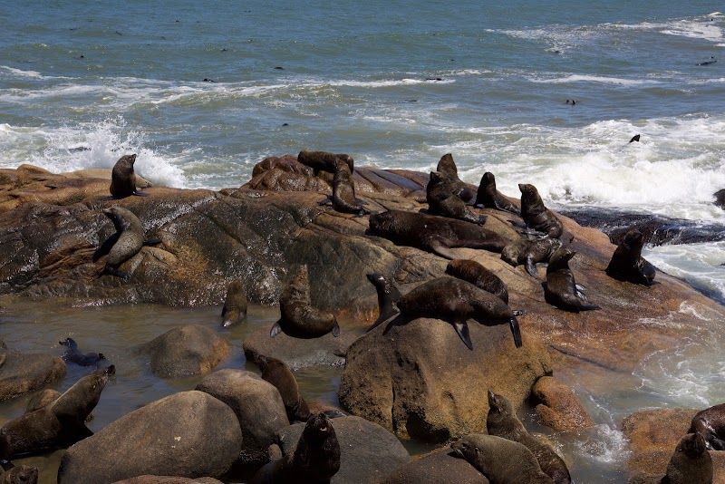 See the Sea Lion Colony at the Lighthouse