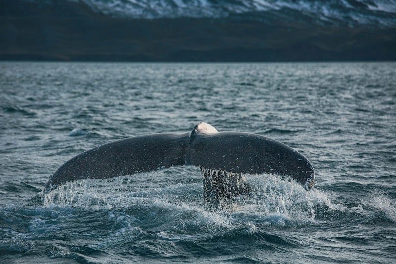 Whale Watching in Eyjafjörður