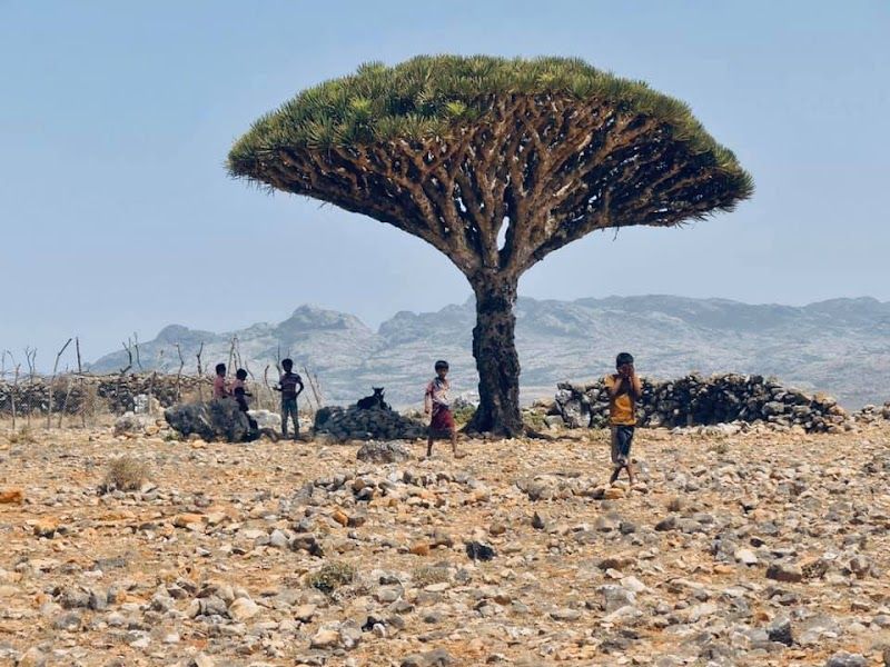 Hiking in the Diksam Plateau and exploring the Dragon Blood Tree forest