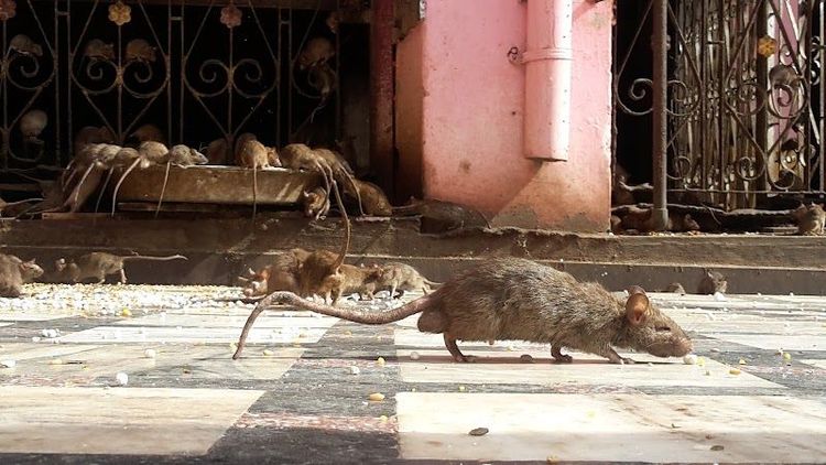 Visit the Karni Mata Temple (Rat Temple) - Deshnok - India