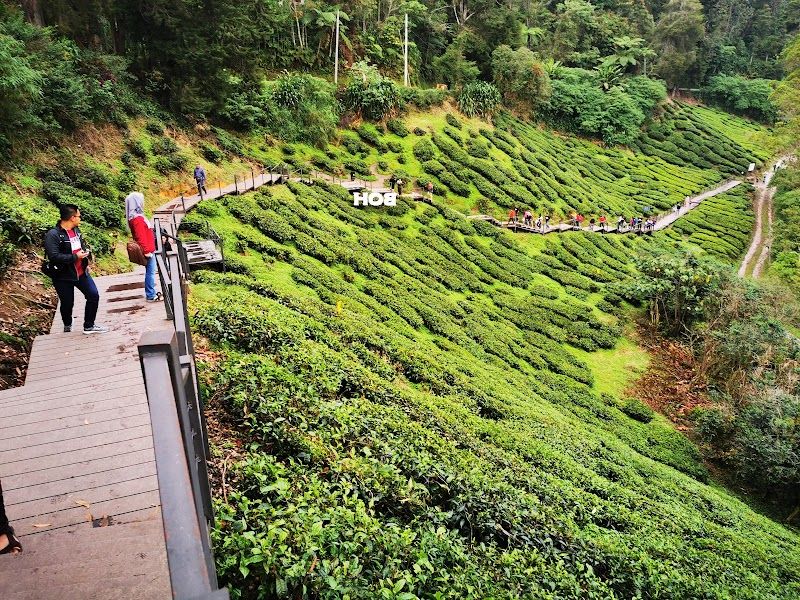 Visit the BOH Tea Plantation