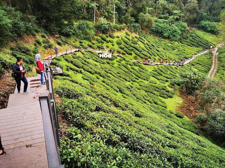 Visit the BOH Tea Plantation - Brinchang - Malaysia