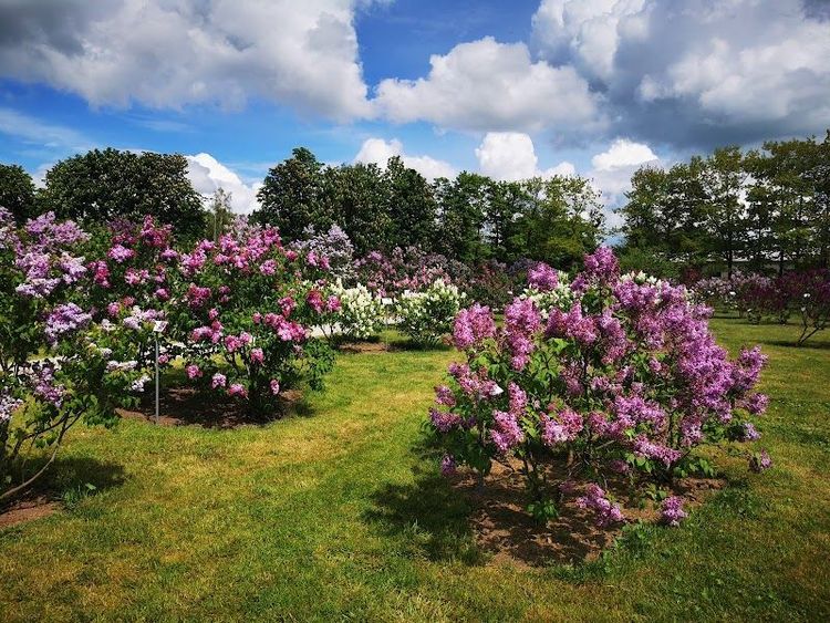 Explore the Lilac Garden (Dobele Lilac Park) - Dobele - Latvia