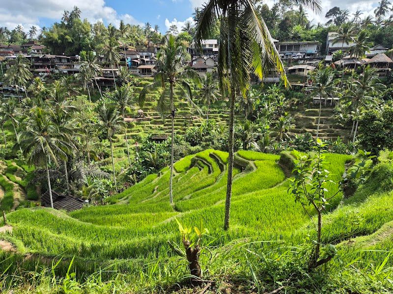 Tegallalang Rice Terraces