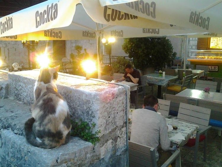 Aterina - Korčula - Croatia