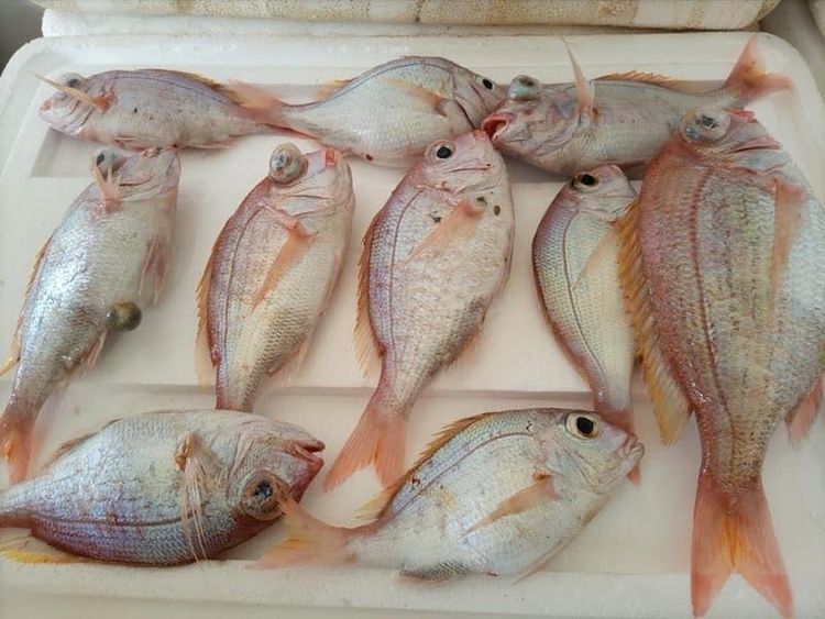 Fish Fish - Aqaba - Jordan