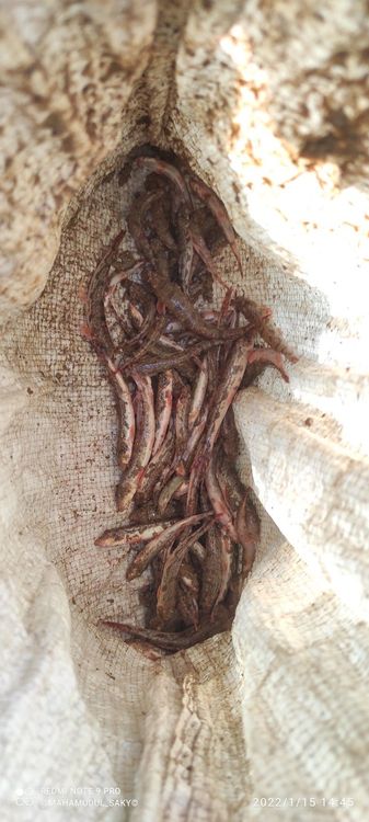 Karatoya River - Bogra - Bangladesh - Booked ai