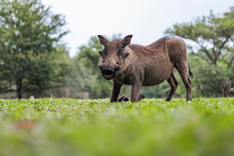 Mlilwane Game Sanctuary - Malkerns - Eswatini - Booked ai