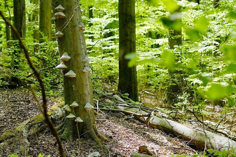 Nationalpark Eifel - Schleiden - Germany - Booked ai