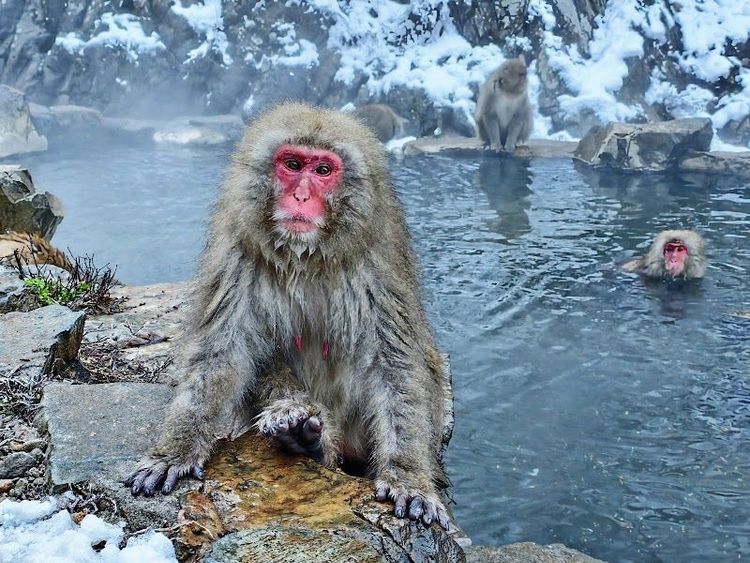 Jigokudani Monkey Park - Yamanochi - Japan - Booked ai