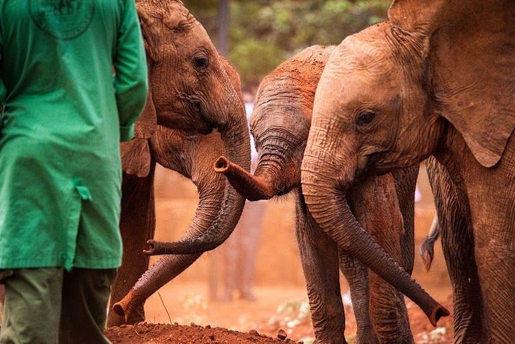 Sheldrick Wildlife Trust Nursery - Nairobi - Kenya - Booked ai
