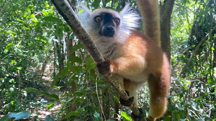 Lokobe Nature Special Reserve - Ampasipohy - Madagascar - Booked ai