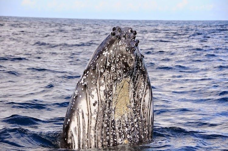 Scuba Nosy Be - Ambondrona - Madagascar - Booked ai