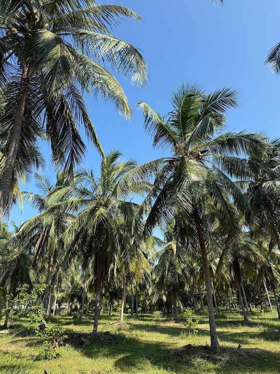 Coconut Cultural Park - Kalkudah - Sri Lanka - Booked ai