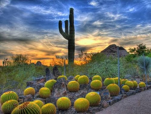 Desert Botanical Garden - Phoenix - USA - Booked ai
