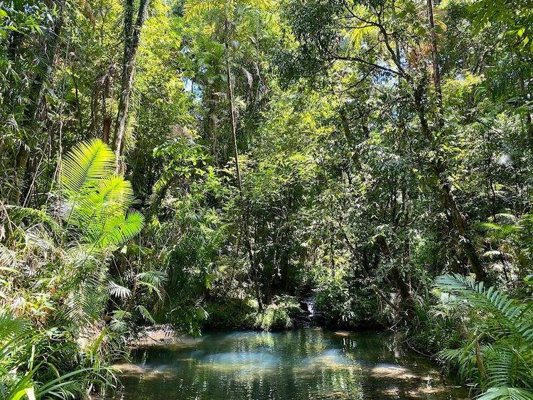 Daintree Rainforest - Cape Tribulation - Australia - Booked ai