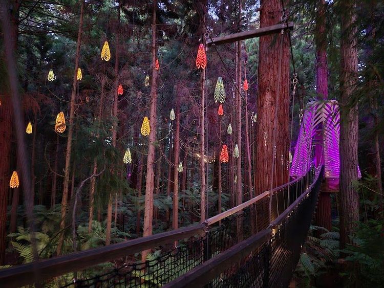 Redwoods Treewalk - Rotorua - New Zealand - Booked ai