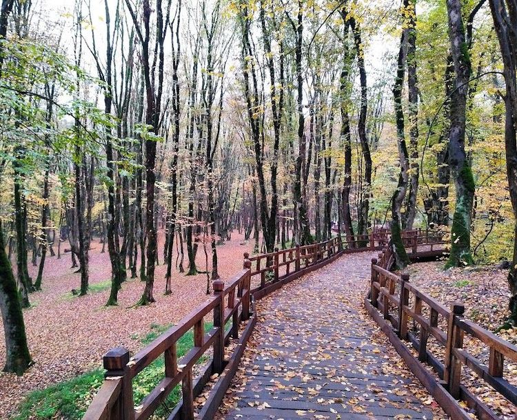 Alangdareh Forest Park - Gorgan - Iran - Booked ai