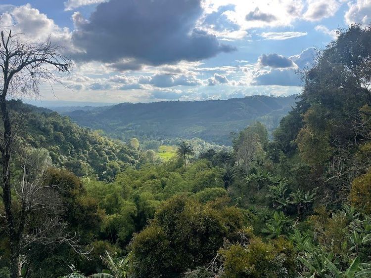 Finca Don Eduardo Coffee Tour - Salento - Colombia - Booked ai