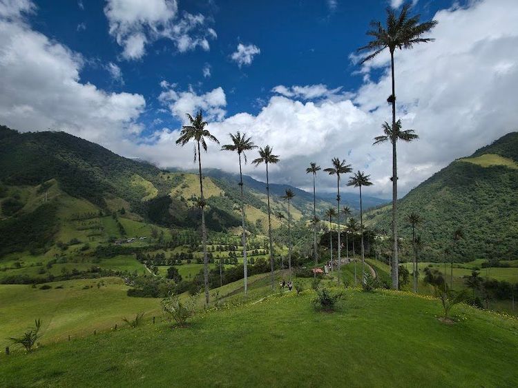 Cocora Valley - Salento - Colombia - Booked ai