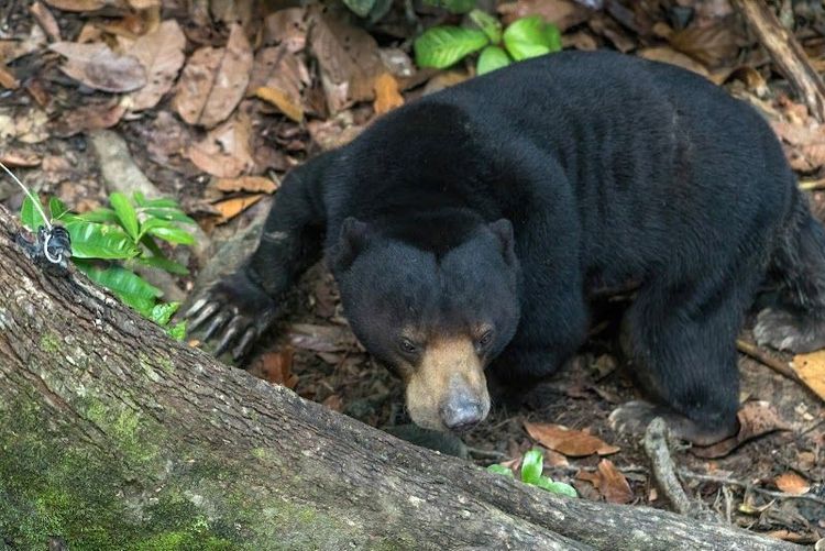 Bornean Sun Bear Conservation Centre (BSBCC) - Sandakan - Malaysia - Booked ai