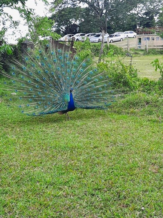 Paradise Park - Savanna-la-Mar - Jamaica - Booked ai