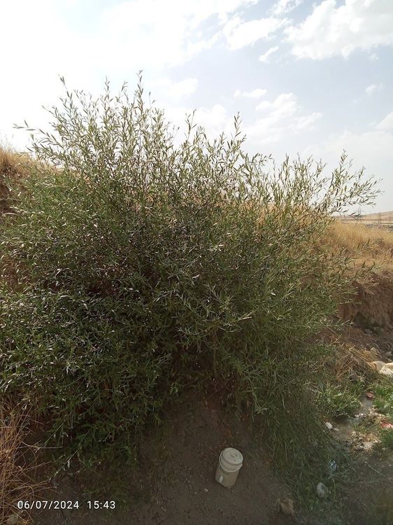 Kani Dozakh Valley - Saqqez - Iran - Booked ai