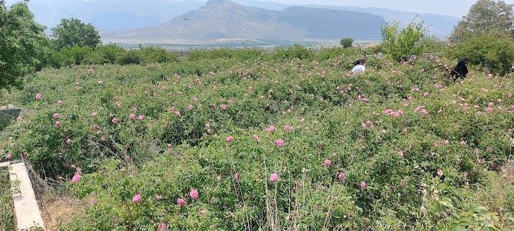 Salehi park - Saqqez - Iran - Booked ai