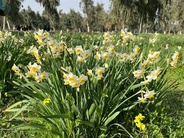 Behbahan narcissus garden - Behbahan - Iran - Booked ai