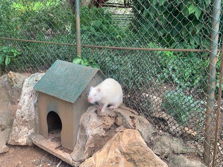 Ciego de Avila Zoo Park Complex - Ciego de Avila - Cuba - Booked ai