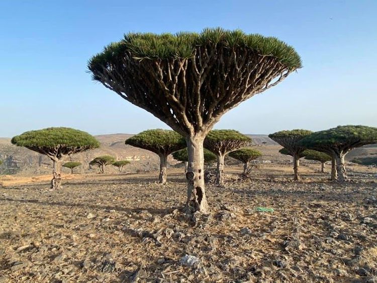 Diksam - Tahr - Yemen - Booked ai