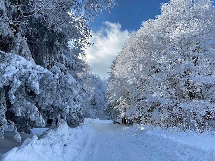 Vitosha - Sofia - Bulgaria - Booked ai