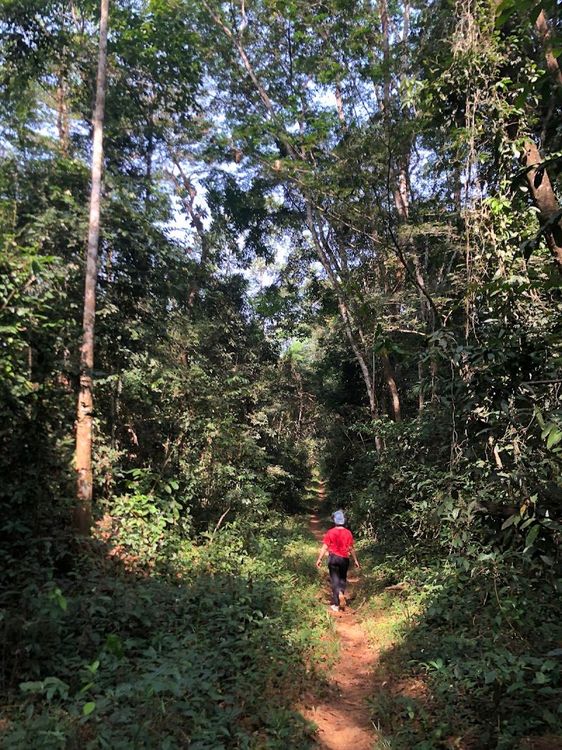 Gola Forest Reserve - Kenema - Sierra Leone - Booked ai