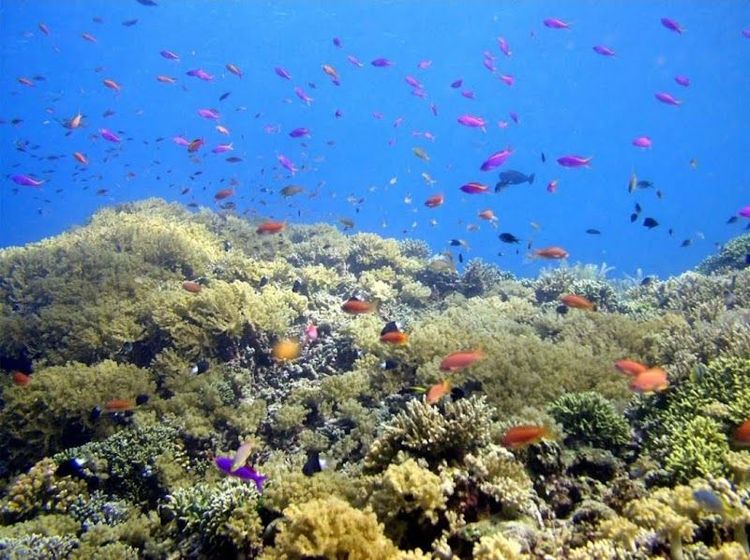 Bunaken National Marine Park - Manado City - Indonesia - Booked ai