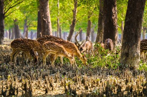 Sundarban Explore - Gosaba - India - Booked ai