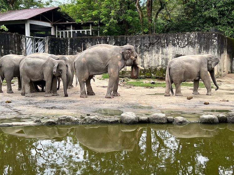 Zoo Taiping & Night Safari - Taiping - Malaysia - Booked ai