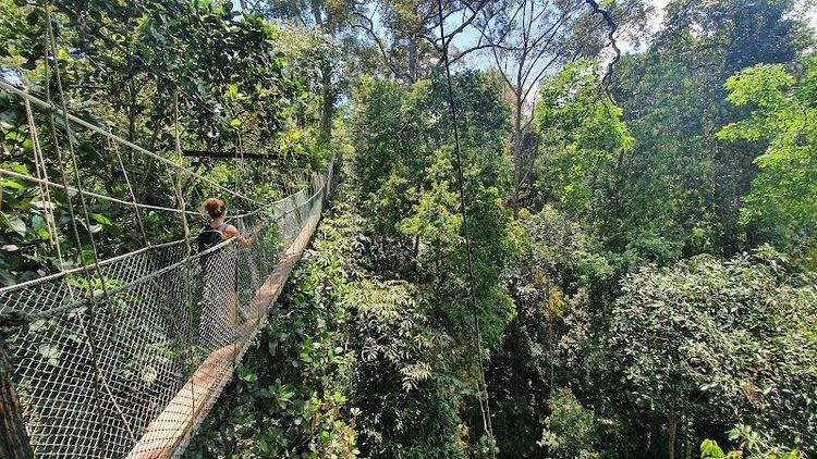 Canopy Walkway Kuala Tahan National Park - Kuala Tahan - Malaysia - Booked ai