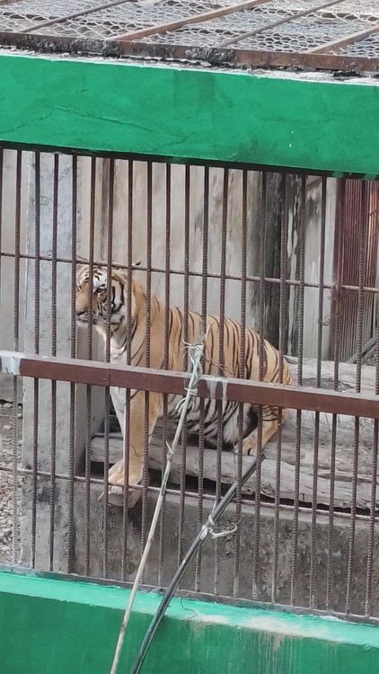 Tiger Open Zoo - Bharatpur - Nepal - Booked ai