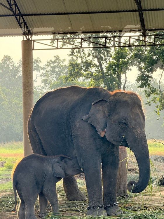 Elephant Breeding Center - Bharatpur - Nepal - Booked ai