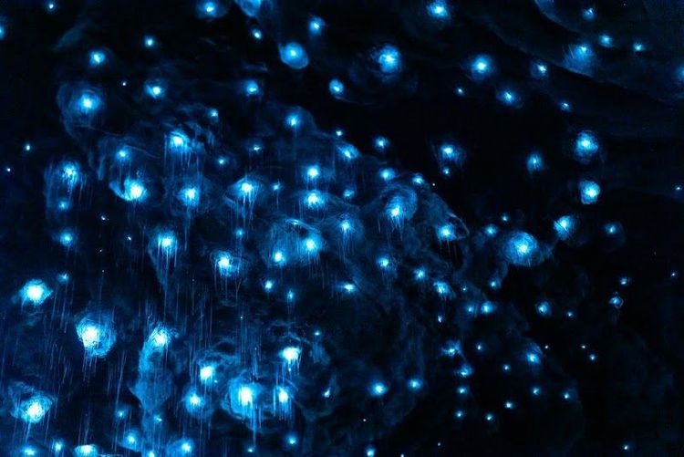 RealNZ | Te Anau Glowworm Caves - Te Anau - New Zealand - Booked ai