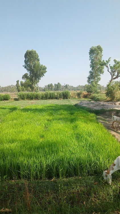 Holiday in Larkana, Pakistan - Booked ai