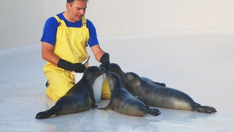 Ecomare - De Koog - Netherlands - Booked ai