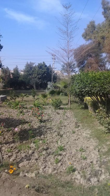 Forest Complex Jhang - Jhang - Pakistan - Booked ai