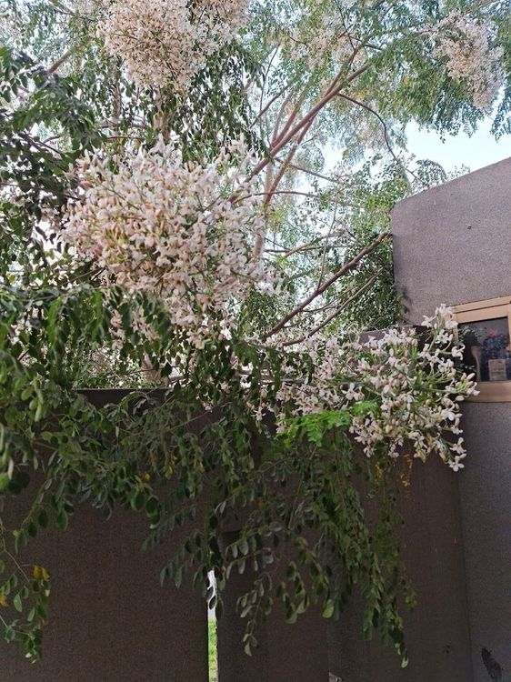 Jhang Travel Guide - Best time to visit - Booked ai