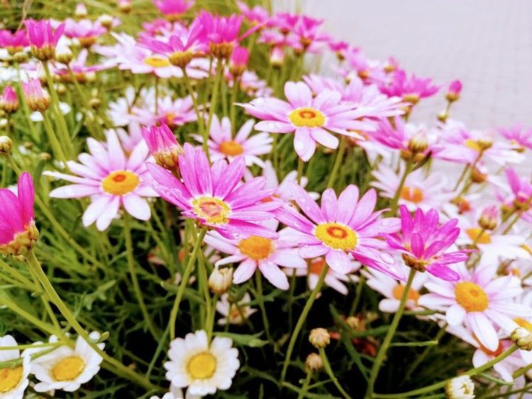 Utena - Utena - Lithuania - Booked ai